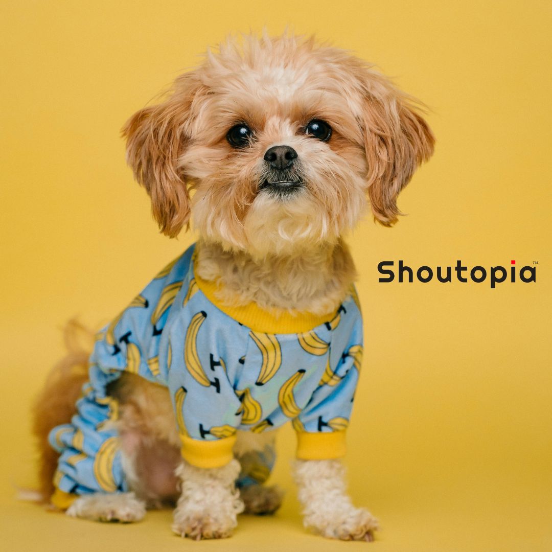 Dogs Wears